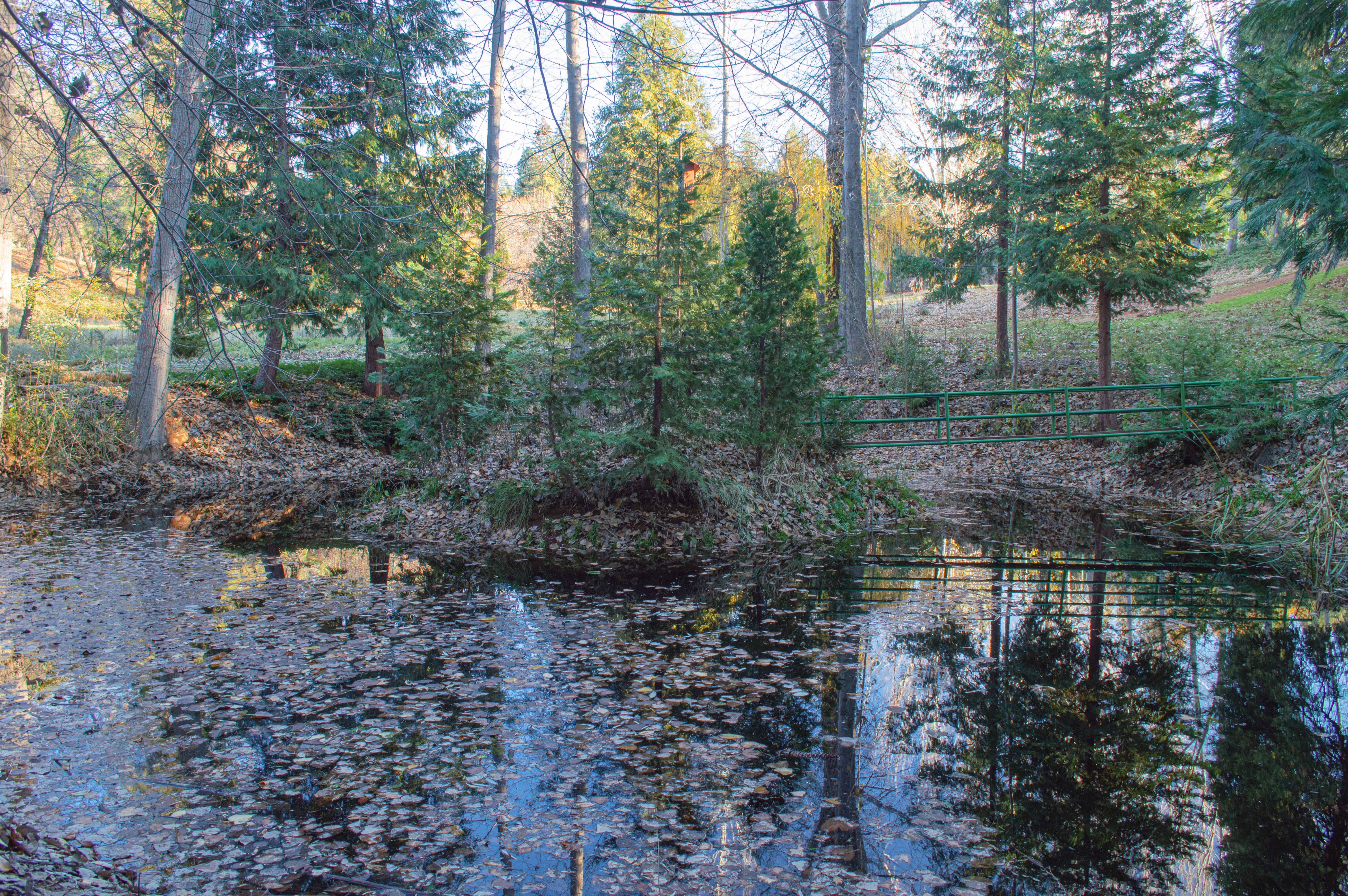 Connection to the Trees